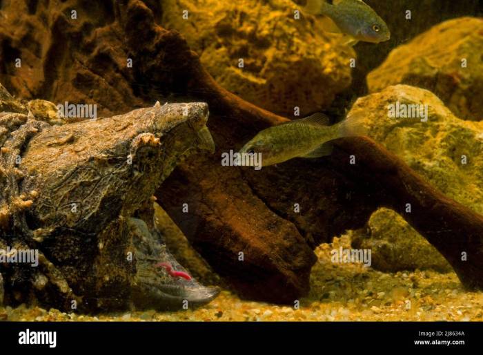 How to Fish for Snapping Turtles A Comprehensive Guide